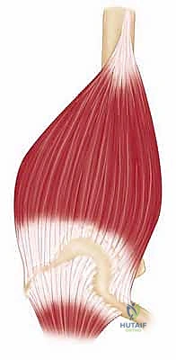 تفاصيل عظم العضد
