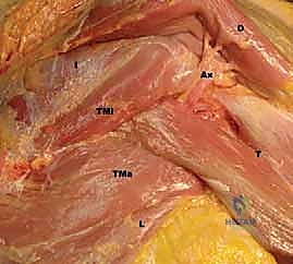 المفاصل والأربطة في الكتف