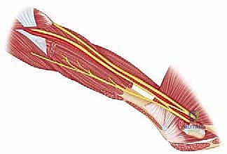 الأعصاب والأوعية الدموية في منطقة الكتف