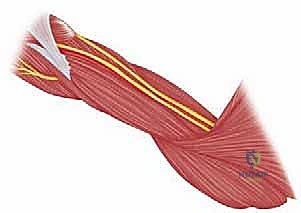 صورة طبية: مناهج جراحة الكتف وعظم العضد: دليل شامل للمرضى مع الأستاذ الدكتور محمد هطيف في صنعاء