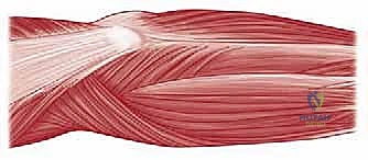 صورة طبية: مناهج جراحة الكتف وعظم العضد: دليل شامل للمرضى مع الأستاذ الدكتور محمد هطيف في صنعاء