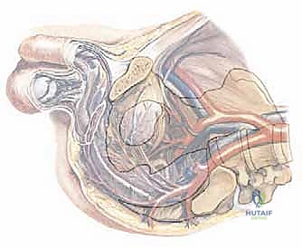 الأوعية الدموية والأعصاب في منطقة الحوض