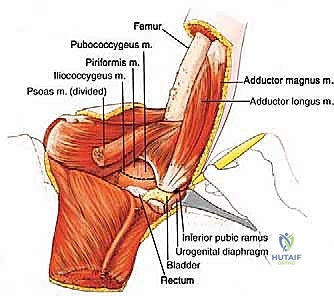 التعامل مع الأنسجة العميقة للحوض