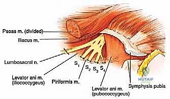 تثبيت الحواف الجلدية للرفرفة