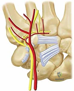 تقييم مدى حركة الرسغ