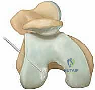 التشريح الدقيق لغضروف الركبة