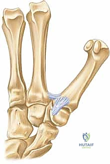 تشريح مفصل الإبهام والعظم المربعي