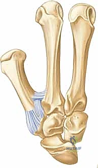 آلية حدوث كسور الإبهام