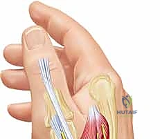 آلية حركة المفصل السنعي السلامي
