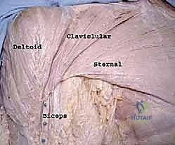تشريح العضلة الصدرية الكبرى ورأسيها
