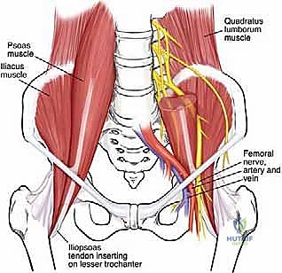 تشريح مفصل الورك المعقد