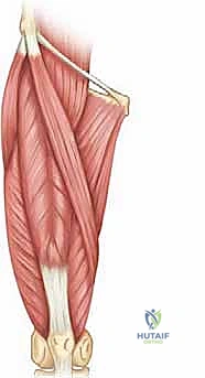 الفيزيولوجيا المرضية للفتق الرياضي وضعف جدار البطن