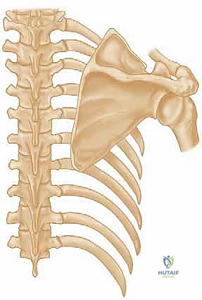 OITE & ABOS Orthopedic Board Prep: Practice Exam Part 24