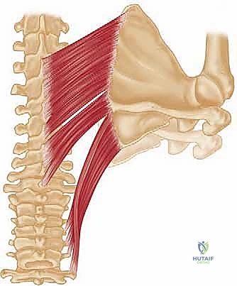 التخطيط الجراحي لعملية إيدن لانج