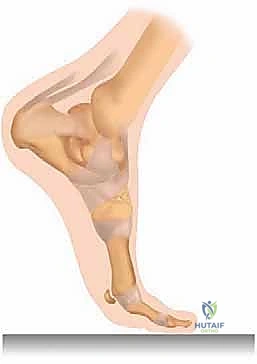 التشريح الدقيق للعظام السمسمية في القدم