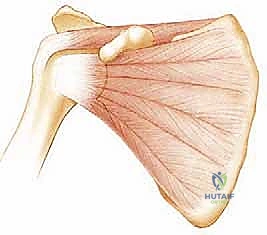 توضيح شكل التجويف الحقاني ورأس عظم العضد