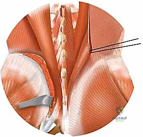 التأكد من ثبات الشريحة