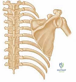 الفحص السريري لتقييم الجناح الكتفي وتحديد مدى تأثر العضلة
