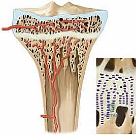 كيفية اختراق العائق العظمي لطبقات صفيحة النمو