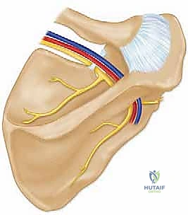 تحرير العصب فوق الكتفي: علاج متقدم لآلام الكتف وضعفه مع الأستاذ الدكتور محمد هطيف في صنعاء