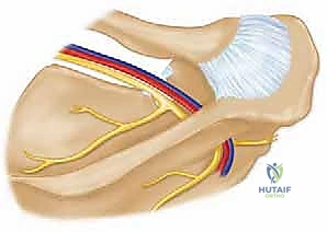 صورة توضيحية لـ تحرير العصب فوق الكتفي: علاج متقدم لآلام الكتف وضعفه مع الأستاذ الدكتور محمد هطيف في صنعاء