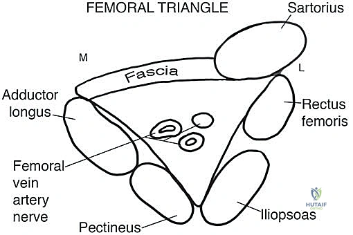 تشريح القناة الخياطية والأوعية الدموية