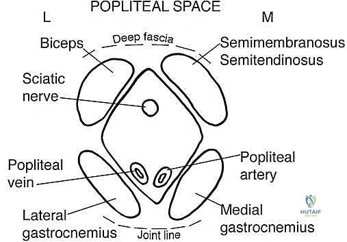 تشريح مفصل لمنطقة المثلث الفخذي