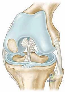 تشريح الركبة والغضروف المفصلي