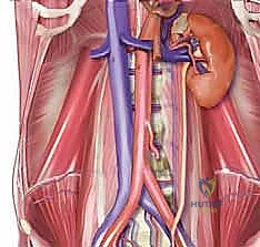 الأستاذ الدكتور محمد هطيف أثناء إجراء جراحة دقيقة