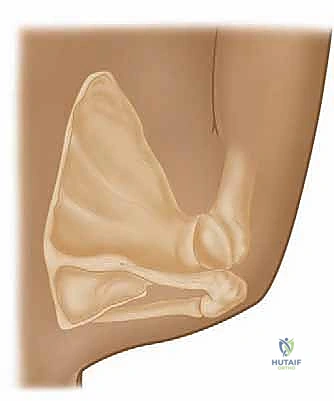 تفاصيل تشريحية لمفصل الكتف والأربطة الخلفية