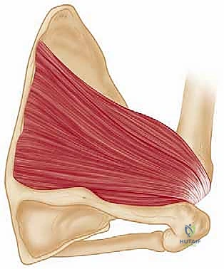 جراحة الكتف بالمنظار في اليمن بقيادة أ.د. محمد هطيف