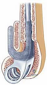 Intraoperative Surgical Step