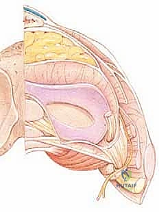 التشريح المعقد للزاوية الخلفية الوحشية للركبة