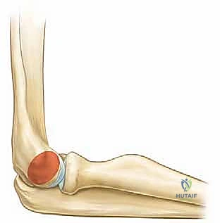 التشريح الوعائي والعصبي للكوع