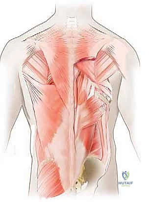 Posterior Thoracic & Lumbar Spine Approaches: An Intraoperative Masterclass