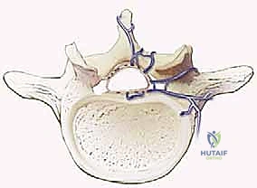 الأعراض العصبية المتقدمة لآلام الظهر