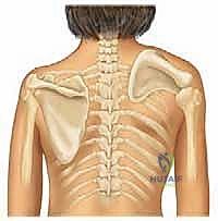 سحب لوح الكتف إلى الأسفل وتثبيته في الوضع التشريحي الصحيح