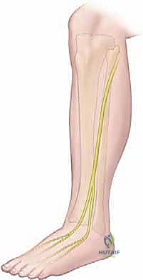 التشريح العضلي وتأثير الضغط على الأعصاب