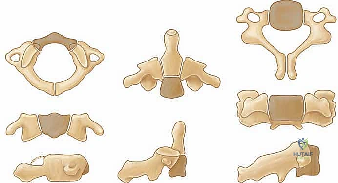 تشريح منطقة الوصلة القحفية العنقية
