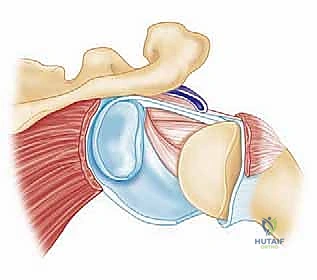 المثبتات الديناميكية والساكنة للكتف