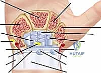 الأغشية الزليلية المحيطة بأوتار اليد