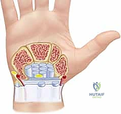 تشريح الأوتار القابضة والباسطة في اليد