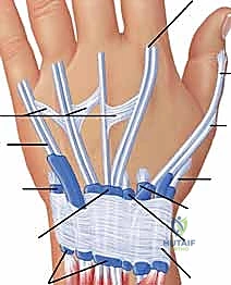 استئصال الغشاء الزليلي للأوتار القابضة والباسطة في اليد: دليل شامل للمرضى مع الأستاذ الدكتور محمد هطيف