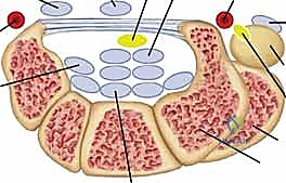الفحص السريري لتشخيص التهاب الغشاء الزليلي للأوتار