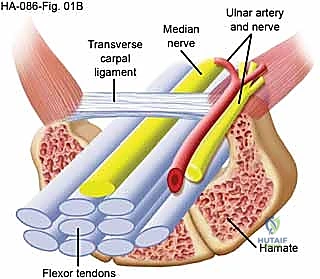 صورة توضح الأوتار والعصب داخل النفق