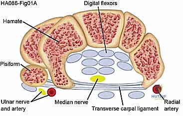 مقطع عرضي للنفق الرسغي