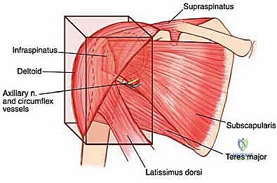 التشخيص الإشعاعي لأورام حزام الكتف