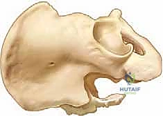 صورة أثناء العملية الجراحية