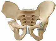 الشق الجراحي وكشف المفصل