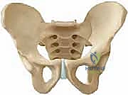 تثبيت الطعم العظمي